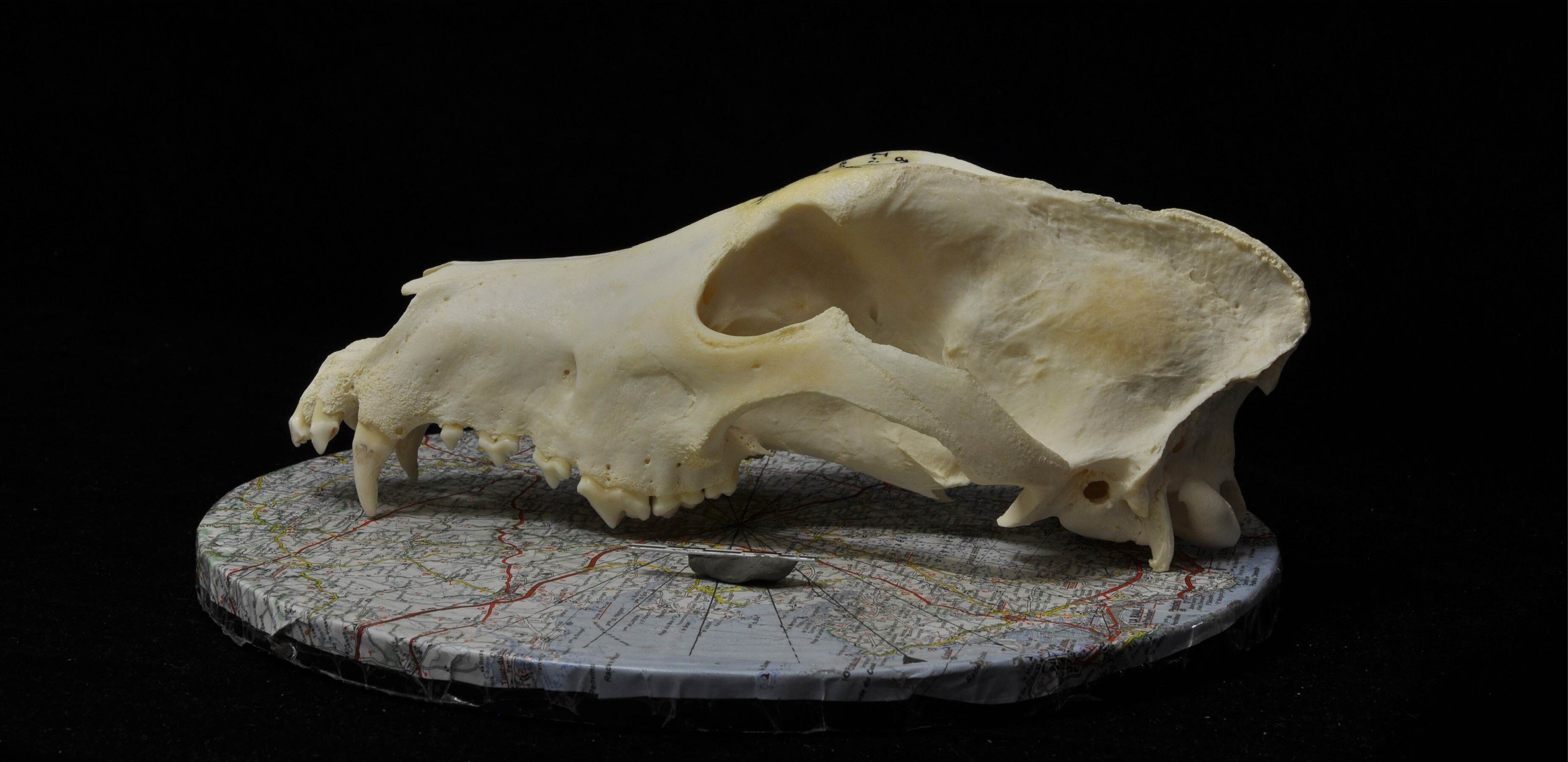 Um crânio canino está em um mapa. 