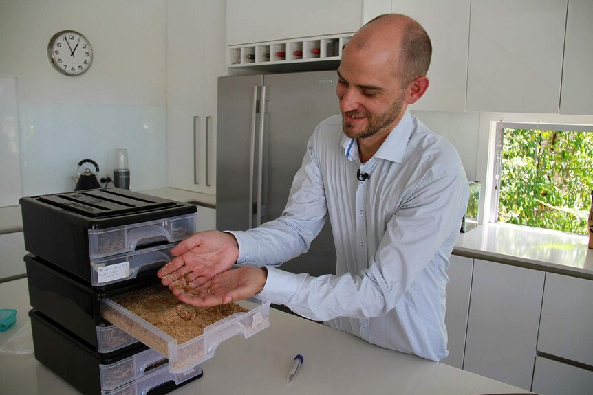 Dr Philip Ellergy opens one of the drawers in his lab with his mealworm 'farm'.