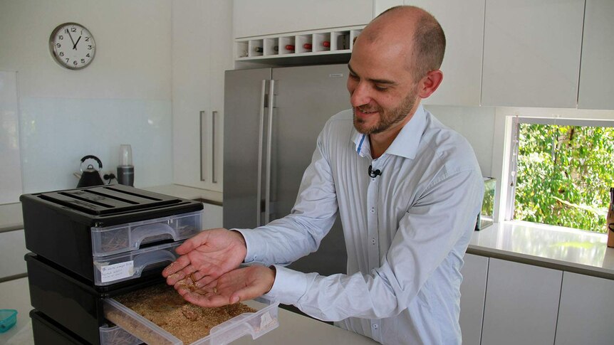 Dr Philip Ellergy opens one of the drawers in his lab with his mealworm 'farm'.