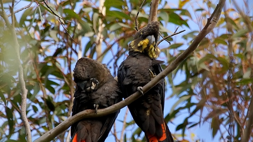 Glossy black-cockatoos sharing a branch.