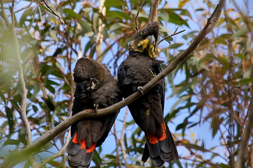 Glossy black-cockatoos sharing a branch.