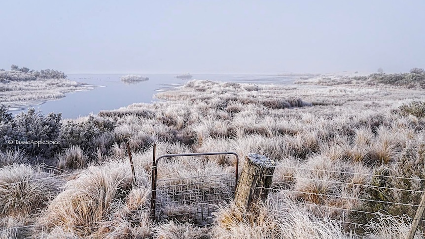 Frost covered bushes near a lake.