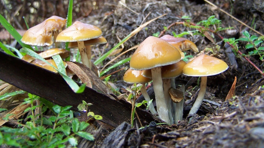 A cluster of golden topped mushrooms.