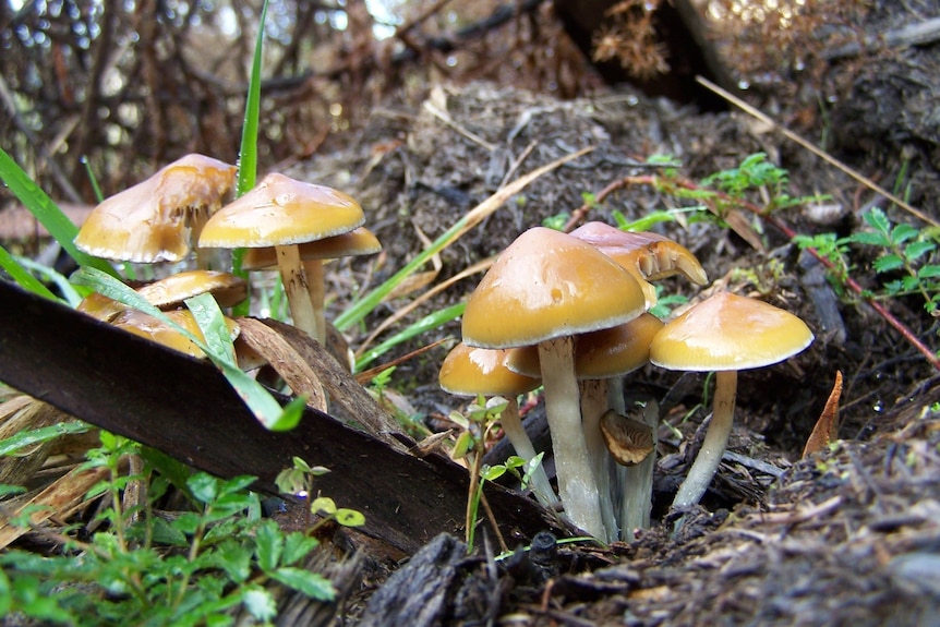 A cluster of golden topped mushrooms.