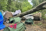 A large tree fallen near several tents. 