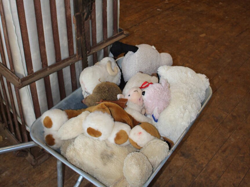 Soft toys in a basket in the shearing shed