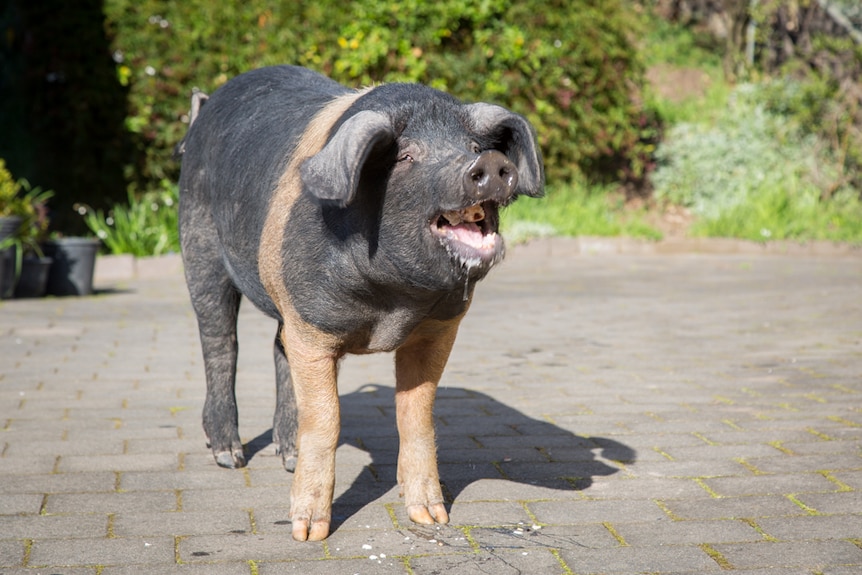 A large female Wessex Saddleback pig