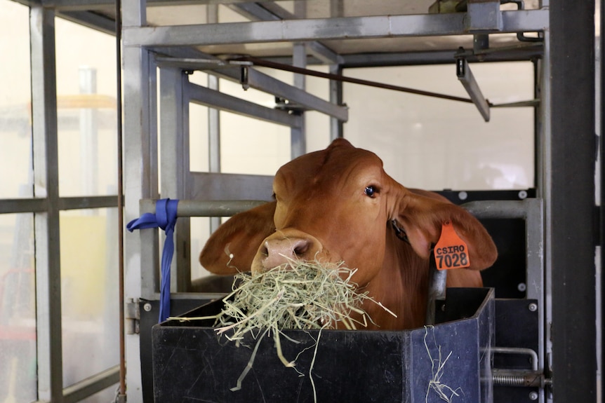 a cow eating hay in atrial