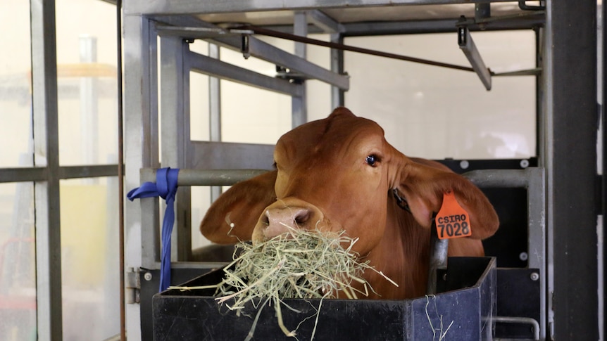 a cow eating hay in atrial