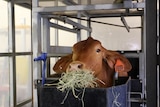 a cow eating hay in atrial
