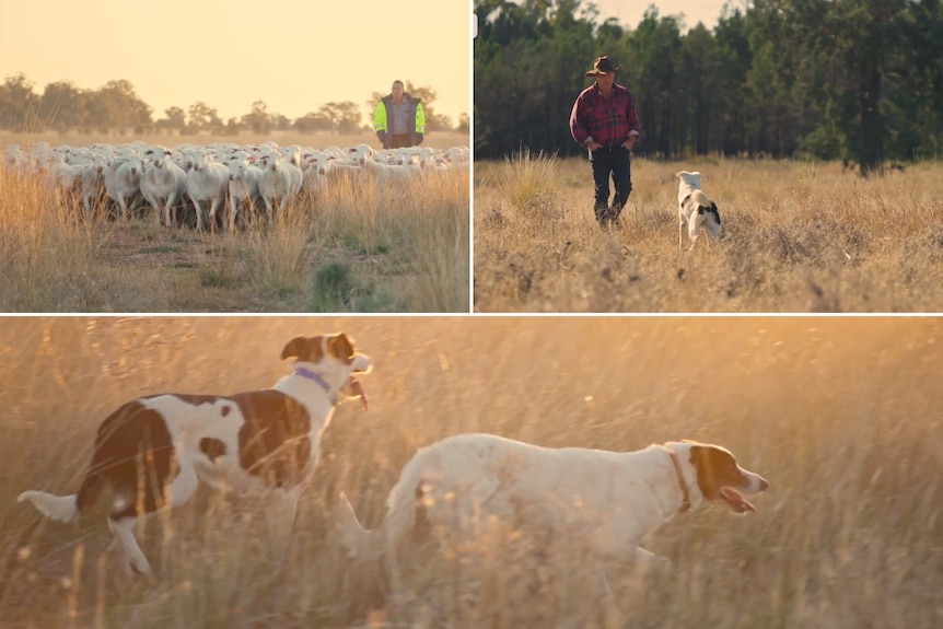 Dogs muster flock of sheep in paddock on sunset under watch of farmer