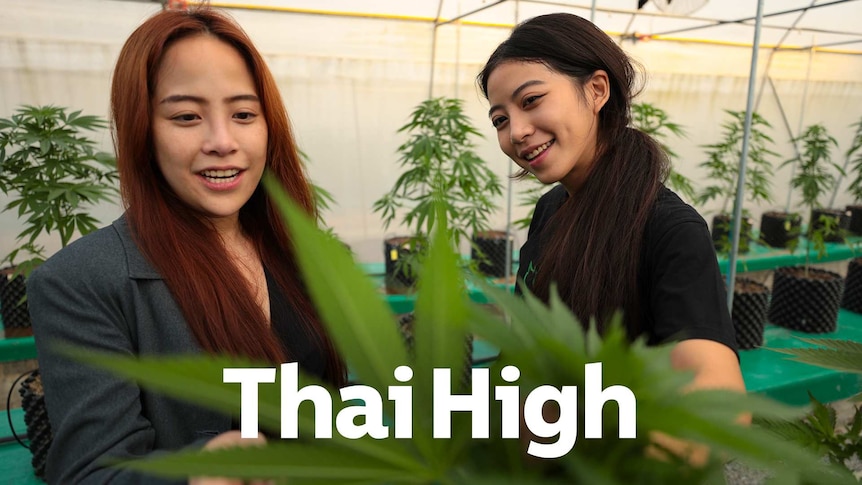 Two women observing a Marijuana plant with a smile