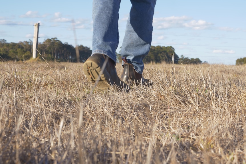 Northcliffe dairy farmer Wally Bettink's boots on dry grass.
