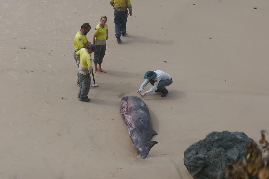 Rangers stand near a dead whale on a beach.