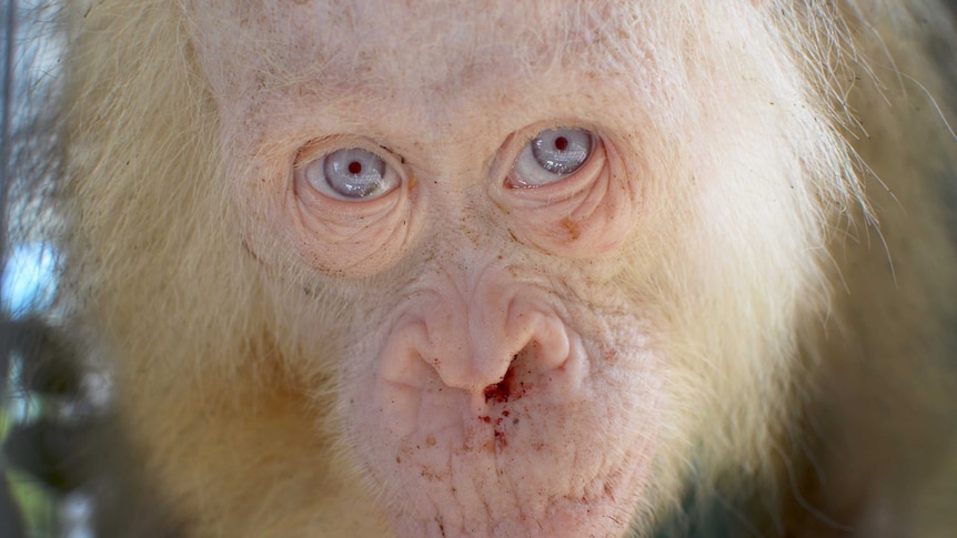 A young albino orangutan stares down the barrel of a camera.