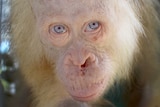 A young albino orangutan stares down the barrel of a camera.