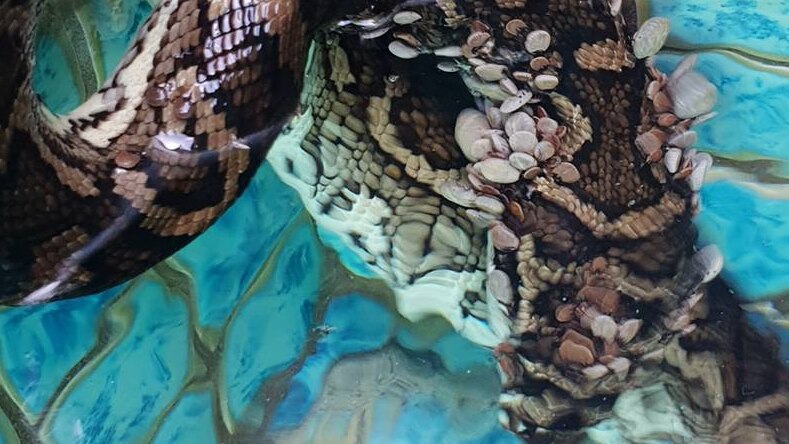 Dozens of ticks latched onto a carpet python in a pool