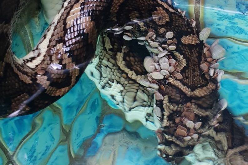 Dozens of ticks latched onto a carpet python in a pool