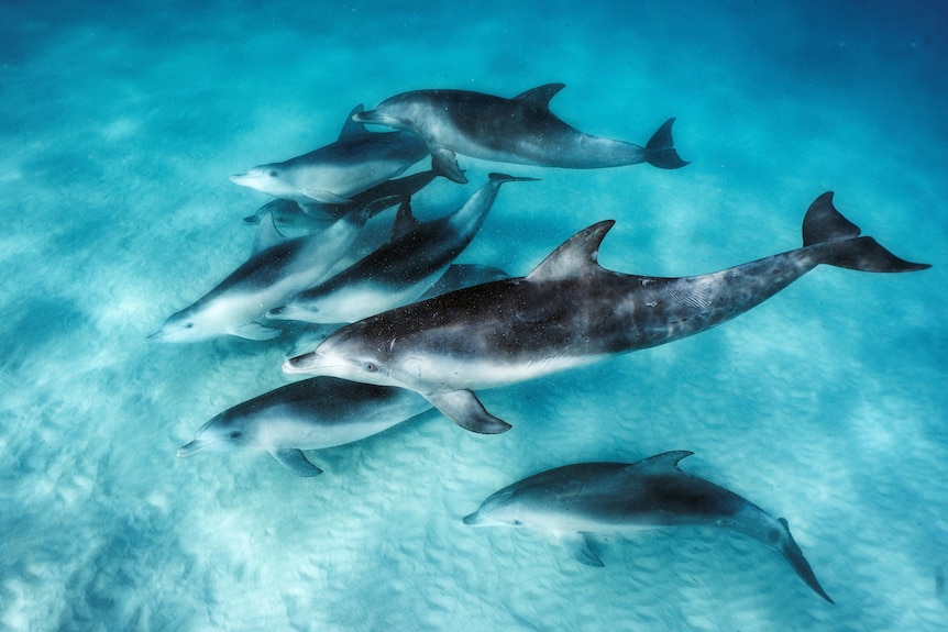 A pod of dolphins. 