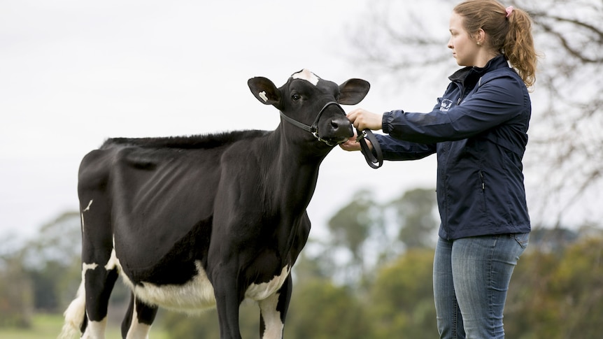 A young cow being led by a female farmhand.