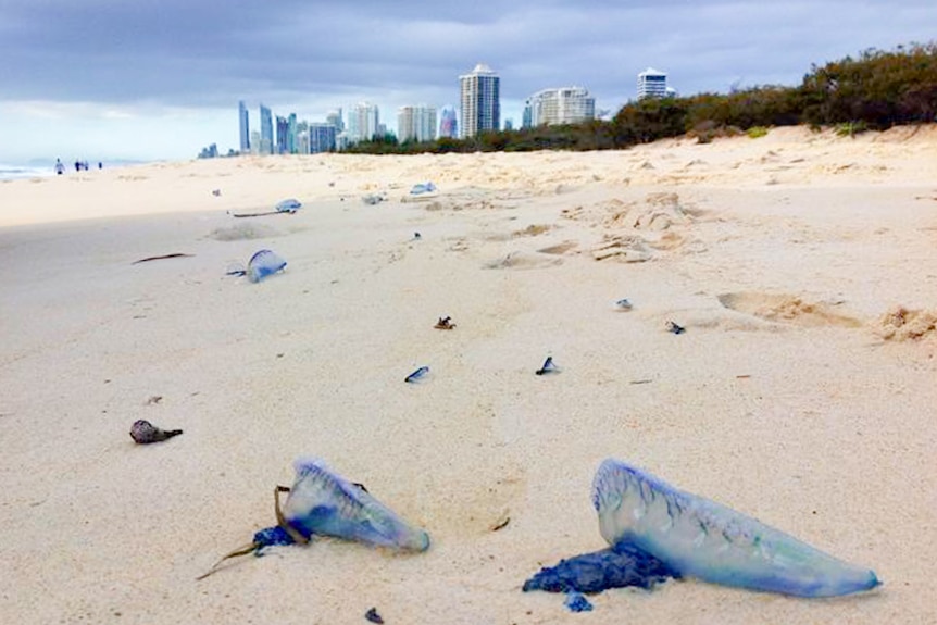 Bluebottles stranded on the beach on the Gold Coast.