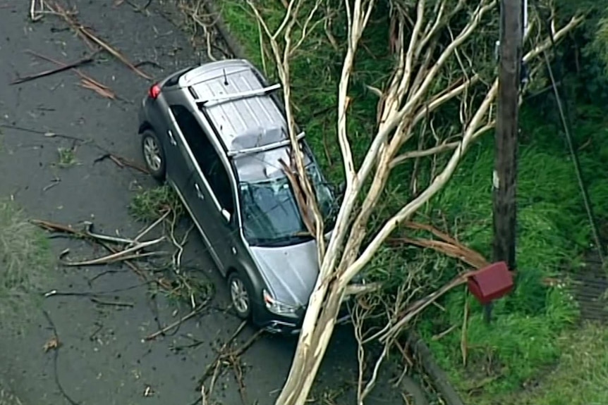 An aerial shot of a tree that has fallen across a car.