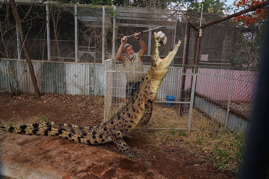 A man stands behind a metal fence as he holds a chicken over an enclosure while his large pet crocodile rises to snatch it.