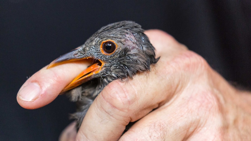 A moulting blackbird with orange beak bites the finger of a scientist who is holding them.