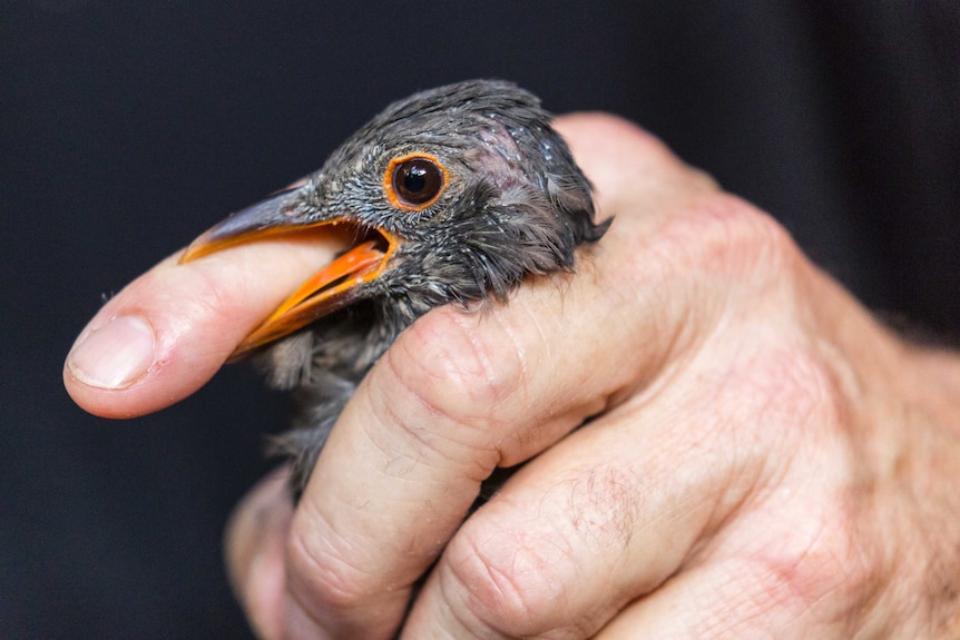 A moulting blackbird with orange beak bites the finger of a scientist who is holding them.