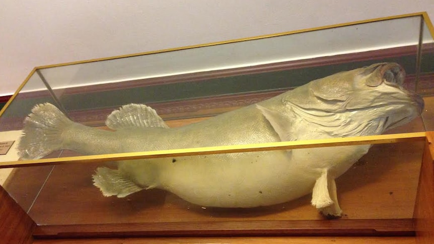 Large stuffed and mounted fish behind glass