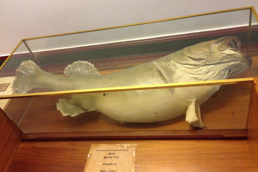 Large stuffed and mounted fish behind glass