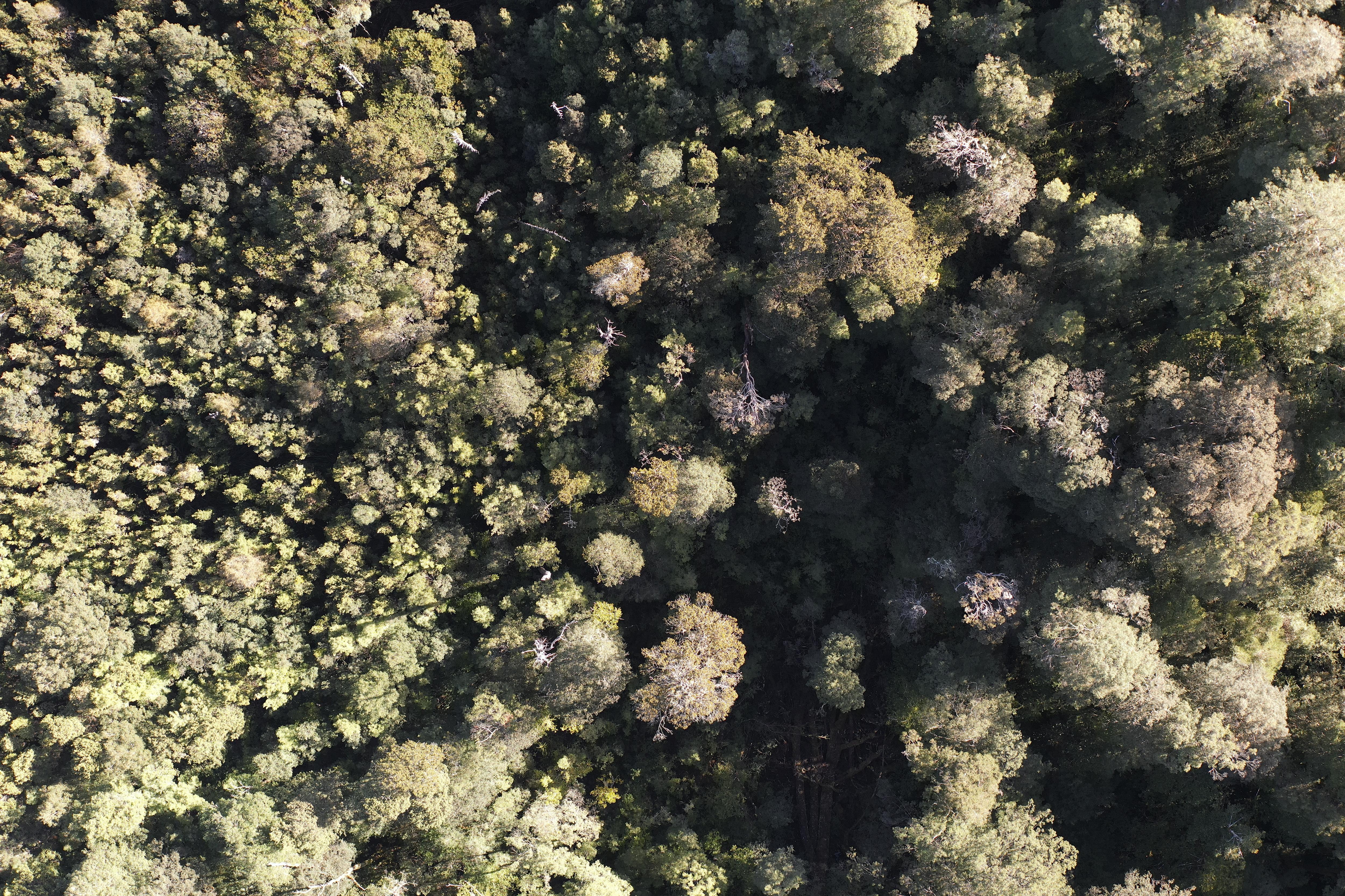 una fotografía de un dron de un denso bosque verde