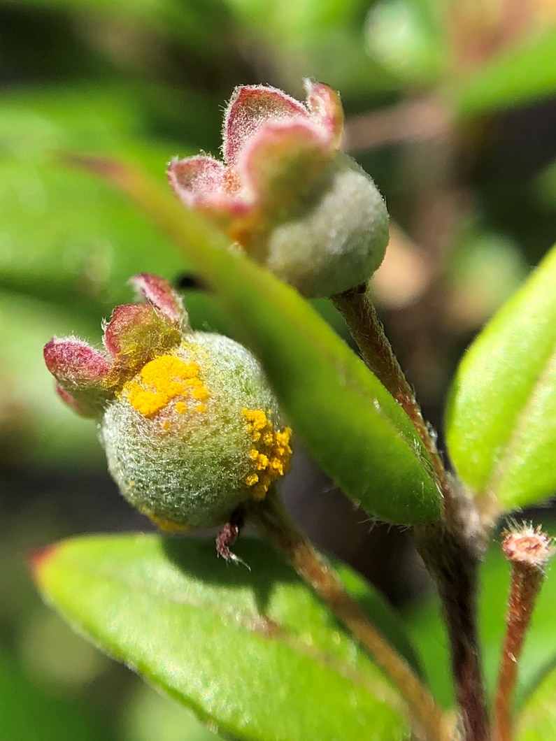 Midyim berry infection