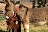 Dora the donkey and Diego the calf standing in a yard.