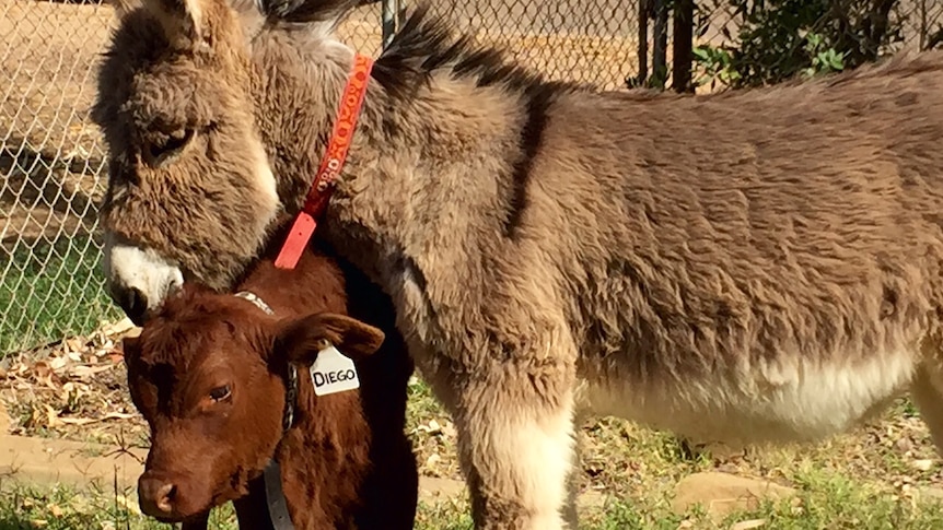 Dora the donkey and Diego the calf standing in a yard.