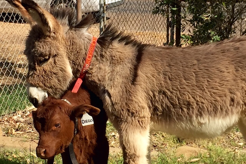 Dora the donkey and Diego the calf standing in a yard.