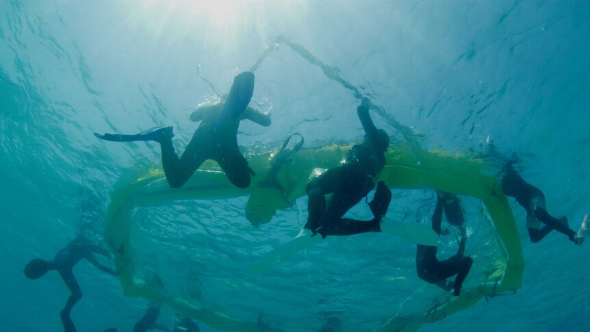 underwater shots of scientists setting up floating nets to catch spawn on reef