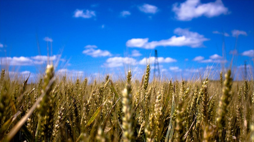 A field of wheat ready for harvest under a blue sky