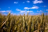 A field of wheat ready for harvest under a blue sky