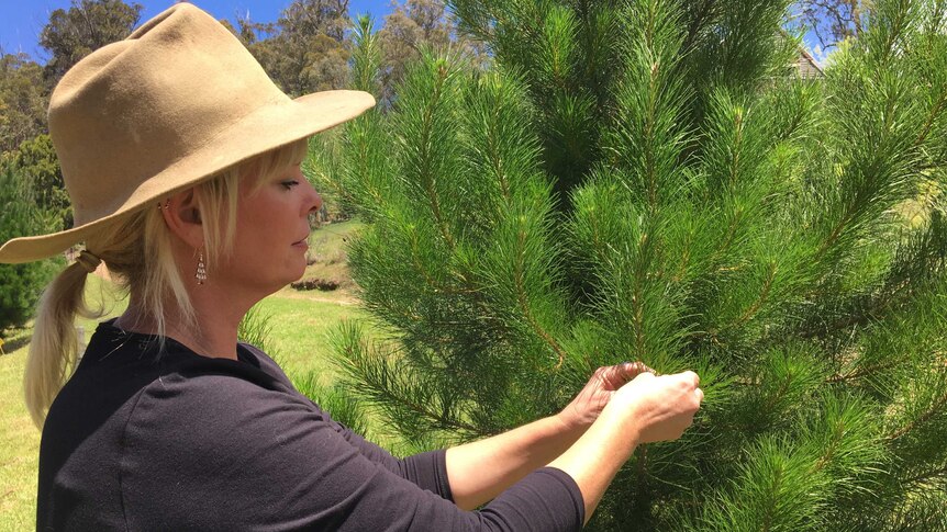 Deb Court tends to her christmas trees using her hands. She's wearing a hat and christmas tree earrings