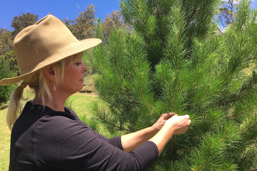 Deb Court tends to her christmas trees using her hands. She's wearing a hat and christmas tree earrings