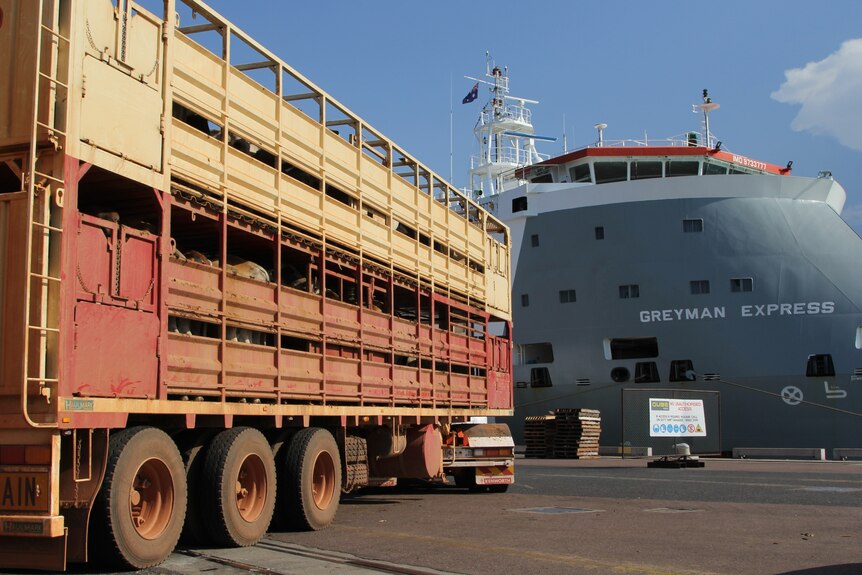 A road train about to unload cattle at Darwin Port.