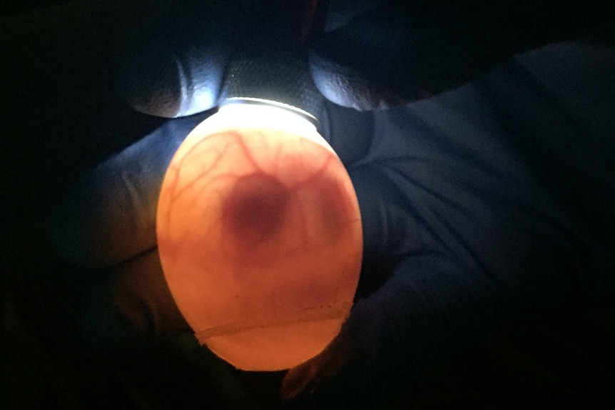 A light is shone into an egg to show development