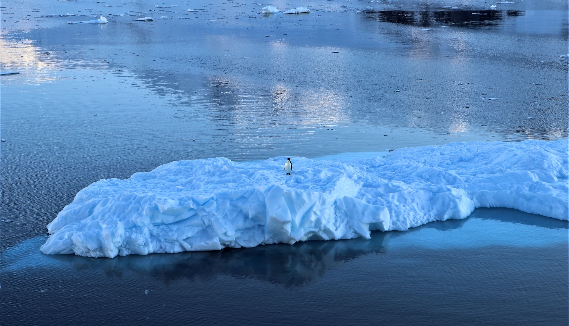 Antarctica's Biodiversity Faces Multiple Threats, But This 10-step Plan ...