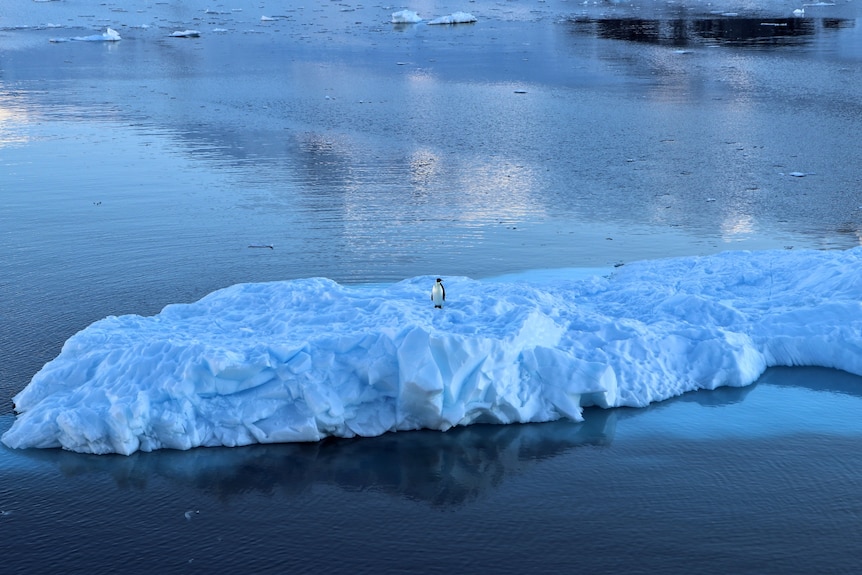 A lone emperor penguin.