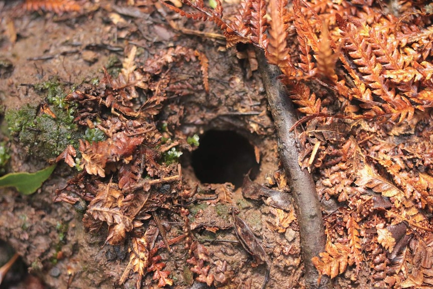 Circular entrance to crayfish burrow in the wet soil