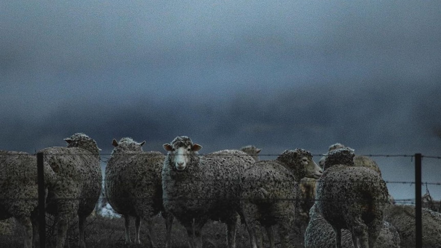 A dozen sheep stand in a fog covered paddock behind a wired fence