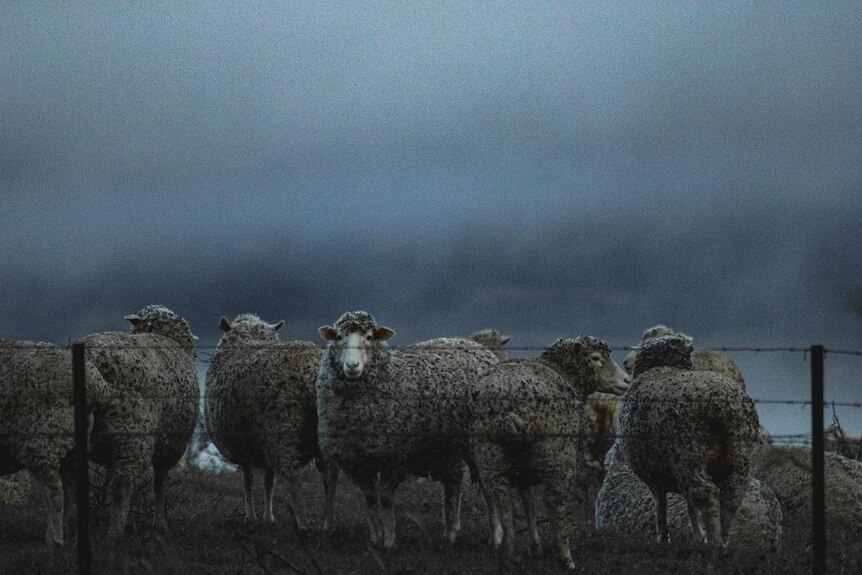 A dozen sheep stand in a fog covered paddock behind a wired fence