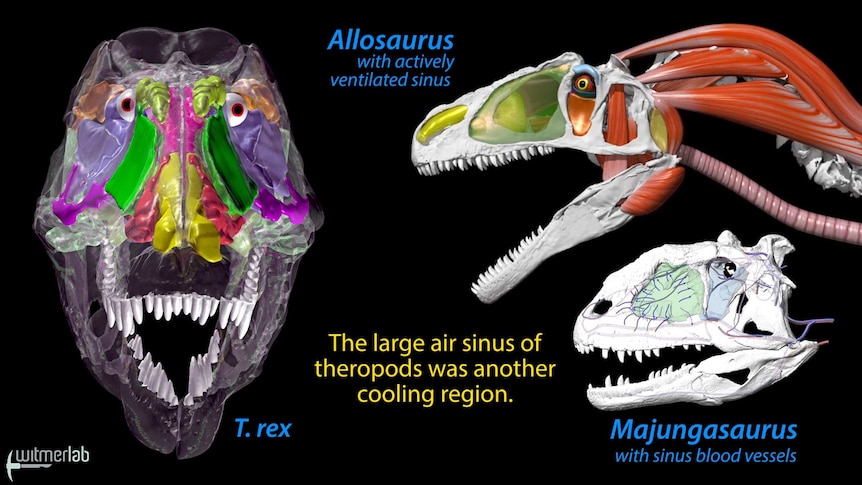 Computer generation graphic illustrating the different sinuses of therapod dinosaurs and how that contributed to cooling