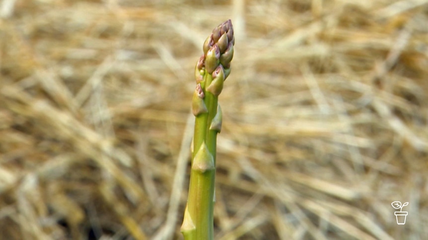 Asparagus spear growing in ground covered in straw